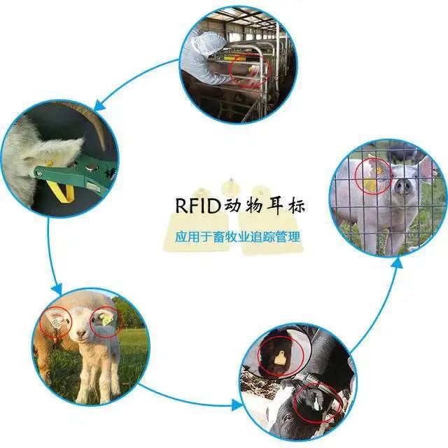 RFID Animal Tag RFID Animal Tag